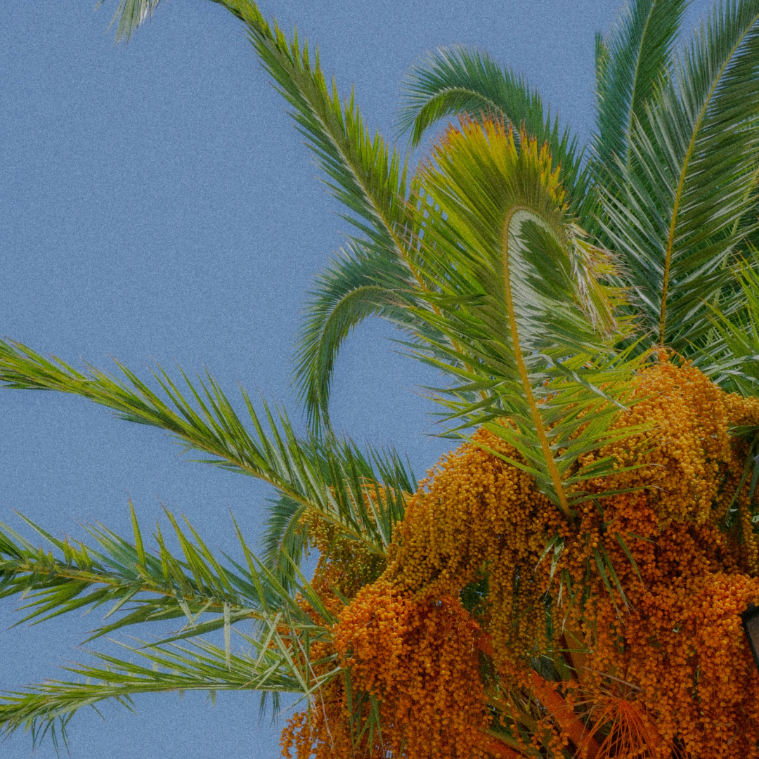 chute de grains de riz sur fond noir