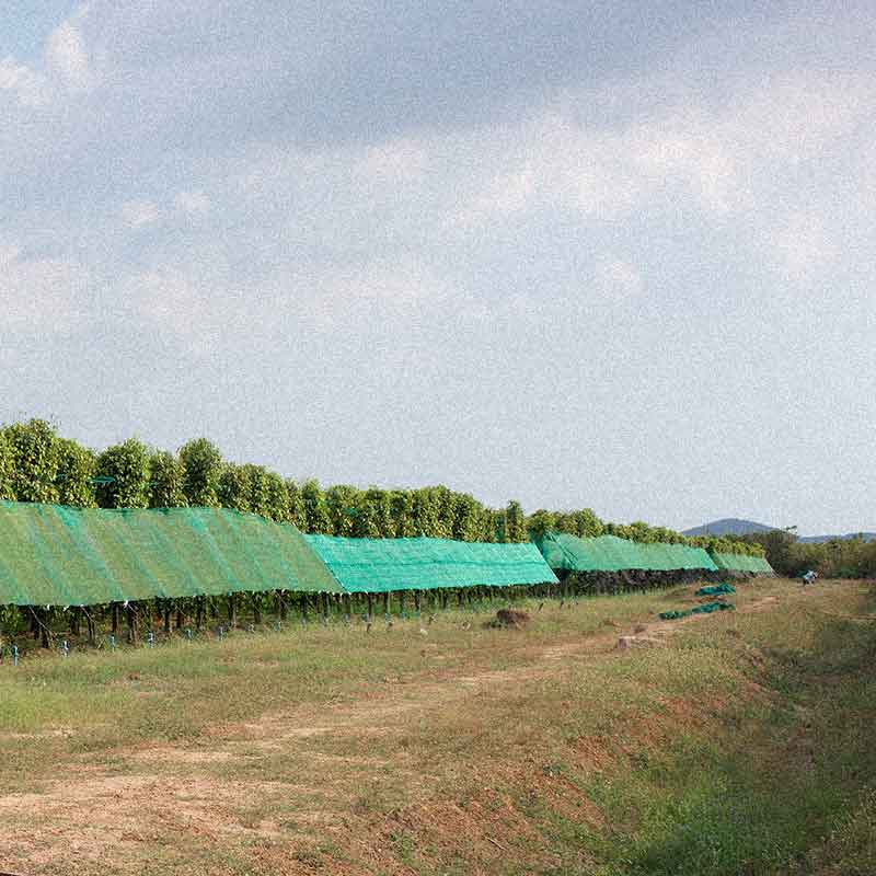 allée de plantation de poivre de kampot