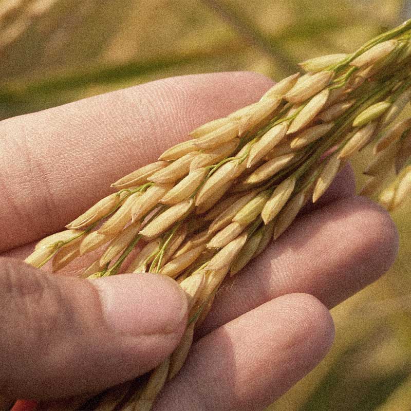 riz paddy dans une main