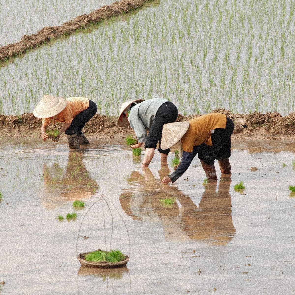 riz paddy dans une main