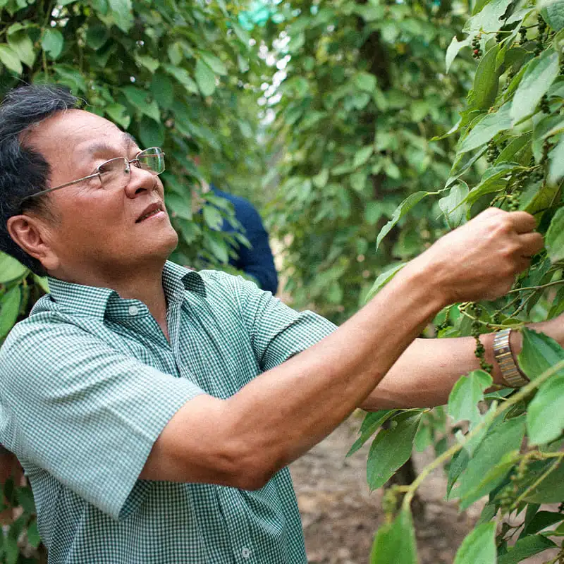 homme âgé dans une plantation de poivre