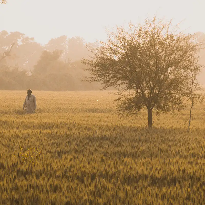 paysage rizière pakistan