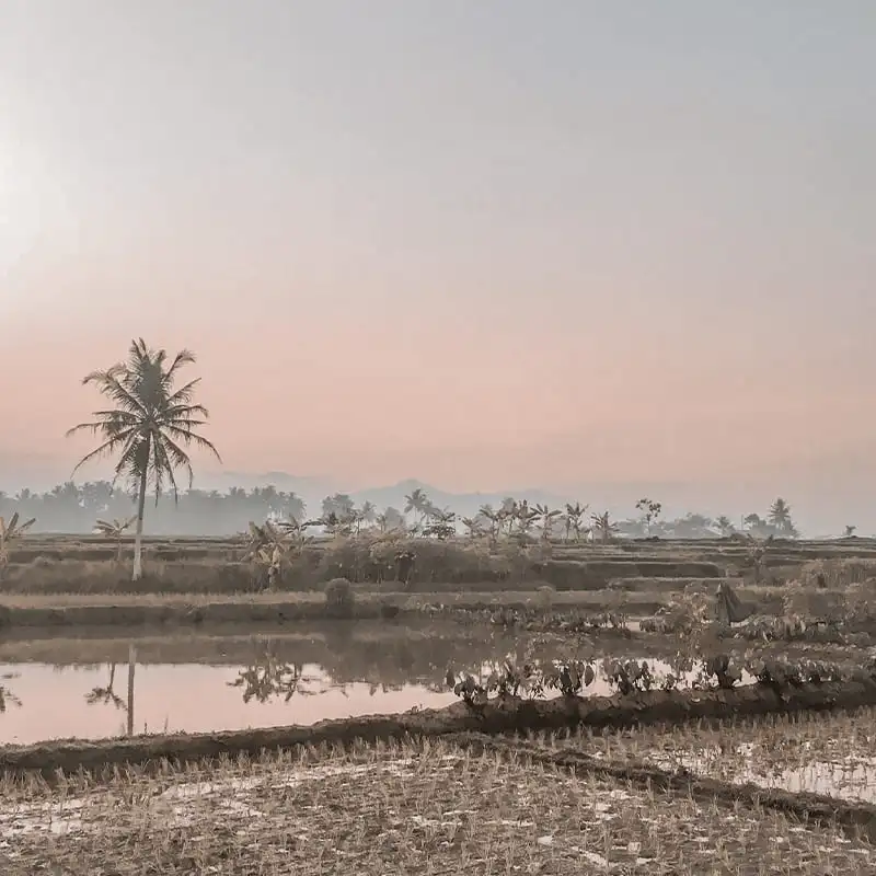 cambodge paysage couché de soleil rose